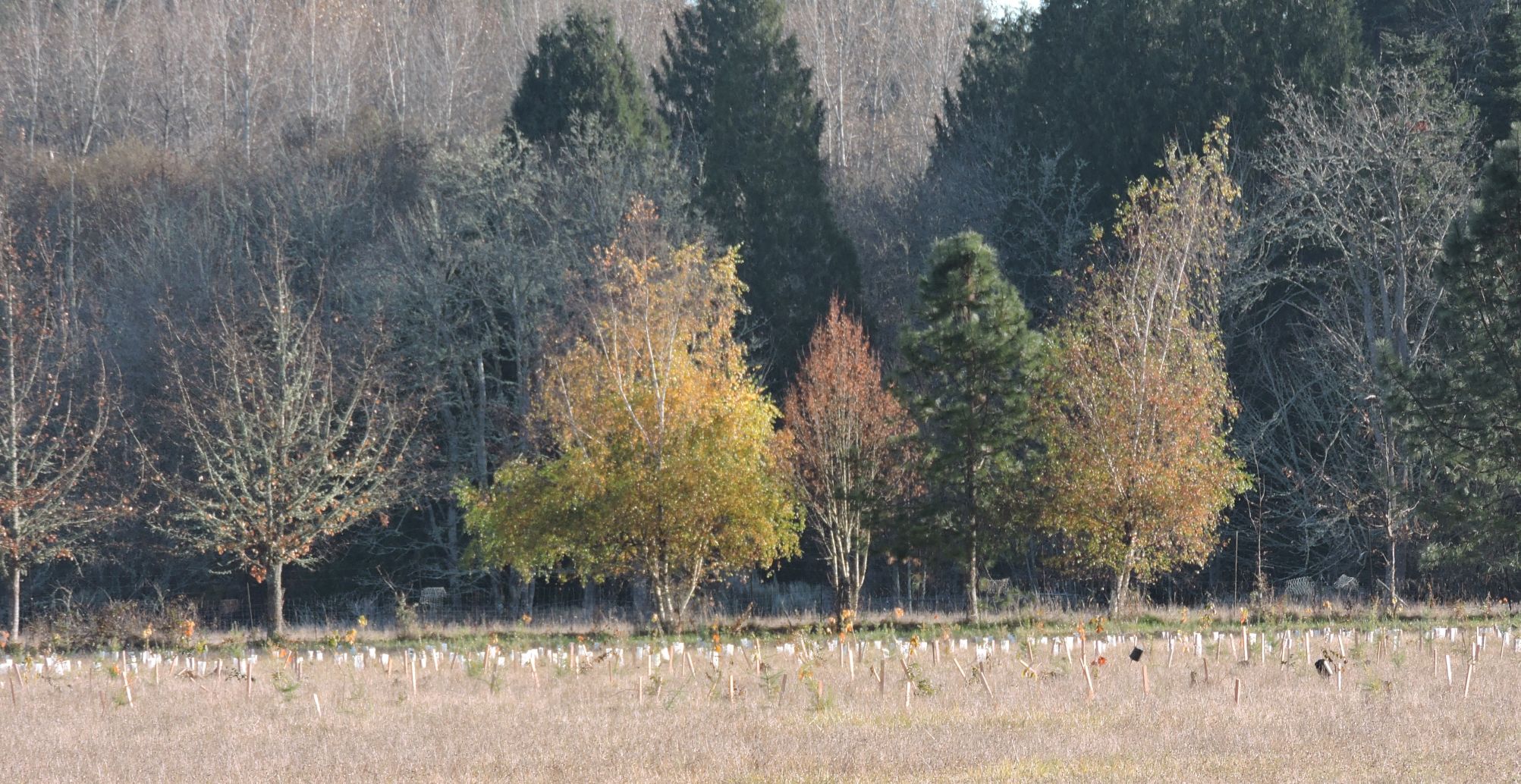 15 Last fall's plants crop.jpg